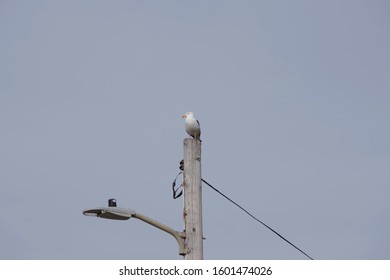Close low angle view of a seagull sitting on a street lamp post on a California winter day at the coast