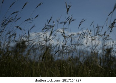 Close up low angle view of wild tall grass swaying against the blue sky and clouds on a sunny day