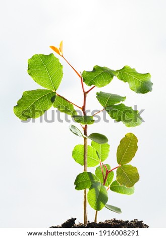 Close up low point of view of locust tree (Ceratonia siliqua) two seedlings growing in soil, backlight over cloudy sky background