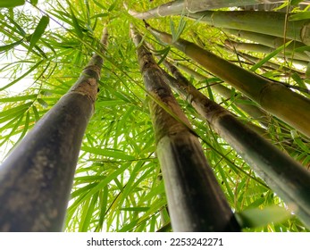 close up and low view of bamboo tree trunks and leaves blowing in the breeze. Directly below of the bambo tree or low angel