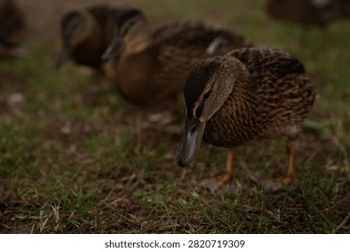 close low-angle intimate portrait of a mottled brown duck foraging on grassy ground, detailed textured plumage and glossy bill, warm earthy tones, shallow depth-of-field and blurred background