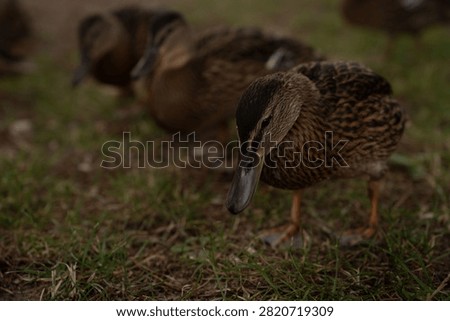 close low-angle intimate portrait of a mottled brown duck foraging on grassy ground, detailed textured plumage and glossy bill, warm earthy tones, shallow depth-of-field and blurred background