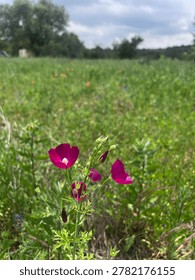 A close low-angle view of deep magenta winecup wildflowers, also known as purple poppy mallow, blooming in a grassy meadow with soft greenery and trees blurred in the background. The image captures vivid cup-shaped petals, delicate buds, natural meadow texture, shallow depth of field, and a peaceful spring wildflower atmosphere. No identifiable people visible.
