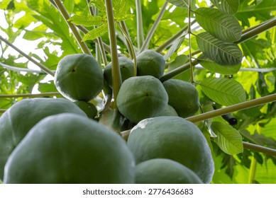 A close, low-angle view looking directly up into a cluster of smooth green papayas growing around the central trunk of the tree.