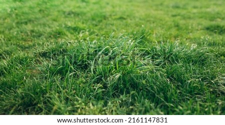 Close up of lush uncut green grass in soft light. Spring and nature background concept, Closeup field with blurred summer park