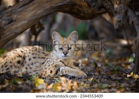 Close lying young serval cat (Felis serval)
