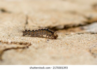 Close up of a Lymantria dispar caterpillar (larvae). Lymantria dispar, known as the gypsy moth, or the spongy moth, is a species of moth in the Erebidae family. Chauvet Cave, Ardèche, France.