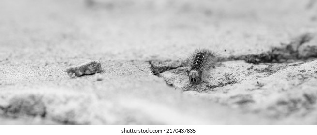 Close up of a Lymantria dispar caterpillar (larvae). Known as the gypsy moth, or the spongy moth, it is a species of moth in the Erebidae family. Chauvet Cave, Ardèche, France. Black and white pic.