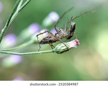 Close up of lynx spider (Oxyopes), macro shot of lynx spider preying on an insect - Powered by Shutterstock