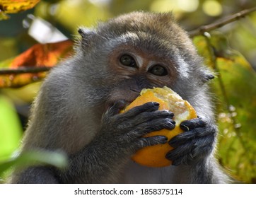 Close up of a macaque monkey eating an orange - Powered by Shutterstock