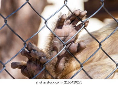 Close up macaque monkey hands behind a wire fence in the zoo. Animals in captivity concept.