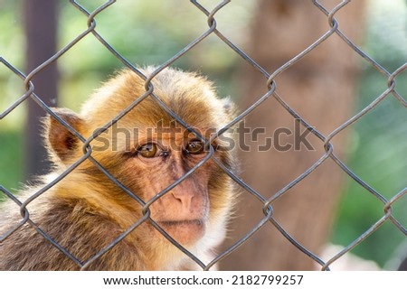 Close up macaque monkey portrait behind zoo fence.