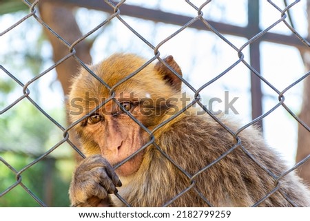 Close up macaque monkey portrait behind zoo fence.
