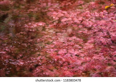 A Close Up Of The Macarenia Clavigera, The Colorful Plant That Adorn Caño Cristales In Colombia