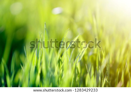 Close up macro abstract image of bright fresh clean light green grass blades growing on blurred green bokeh grassy background on sunny spring or summer day. Beauty of natural environment concept.
