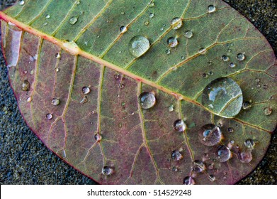 Close up macro abstract of underside of green and purple smoke bush leaf with water droplets showing leaf veins, midrib and blade and small netted veins vascular bundles