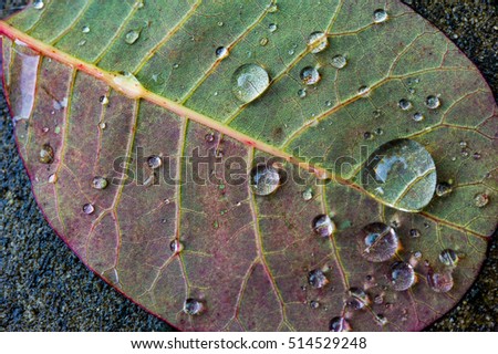 Close up macro abstract of underside of green and purple smoke bush leaf with water droplets showing leaf veins, midrib and blade and small netted veins vascular bundles