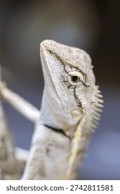 Close up macro of an alert lizard head in nature. wild reptile, calotes, showing detailed scale and spiky crest. animal looks curious against blurry background