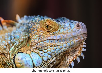 Close Up Macro Of Animal Eye. Orange Iguana (soft Focus)