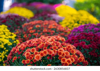 Close up macro background of the multiple red chrysanthemum flowers, autumn concept, chrysanthemum flowers festival, selective focus
