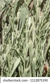 A Close Up Macro Background Of Wyoming Big Sagebrush (Artemisia Tridentata) Leaves.