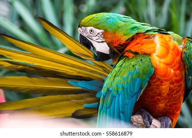 Close Up Macro Of Beautiful Colorful Parrot Sitting On A Tree Branch. (soft Focus)