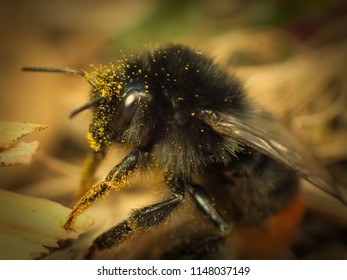 Close up macro of a bee.
