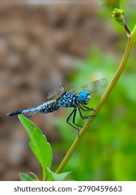 Close up macro of blue dasher dragonfly Brachydiplax with bright blue compound eyes and black pattern body perching on green plant stem. Detailed wings, tropical insect wildlife from Indonesia