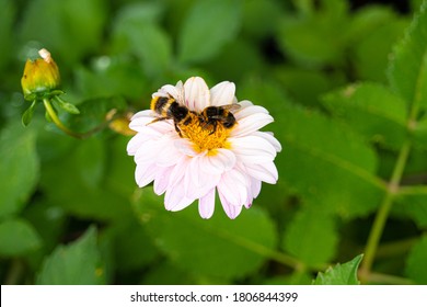 Close up Macro of Bumble Bee Pollinating British Red Purple Orange White colourful Wildflowers