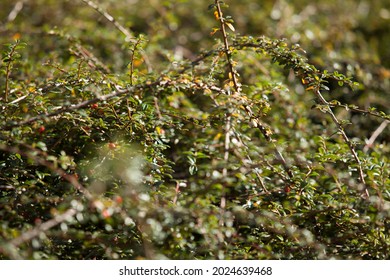 Close up macro of bush weeds, garden meadow, green, garden small leaves vines