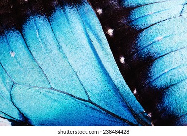 Close Up Macro Of Butterfly Wings. 