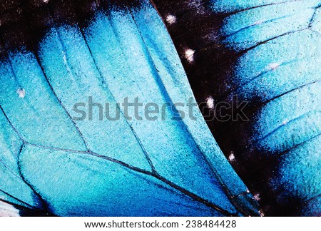 Close up macro of butterfly wings. 