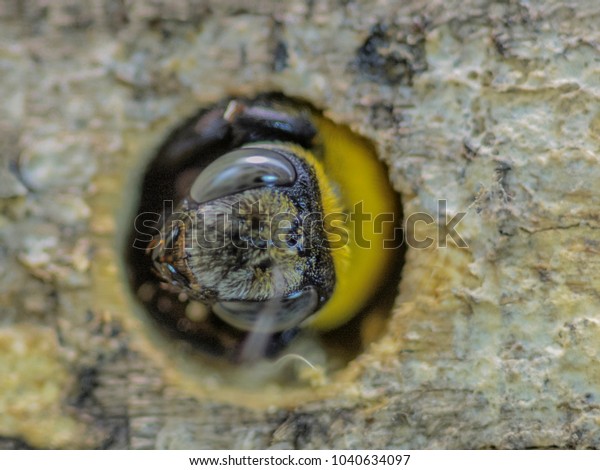 Close up macro\
Carpenter bee making a nest on the pallet wood, carpenter bee\
sweeping small sliver outside the\
nest