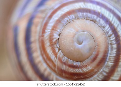 Close up macro coiled snail shell