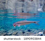 Close up Macro of a Creek Chub or Fallfish