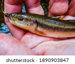 Close up Macro of a Creek Chub or Fallfish