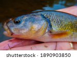 Close up Macro of a Creek Chub or Fallfish