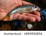 Close up Macro of a Creek Chub or Fallfish