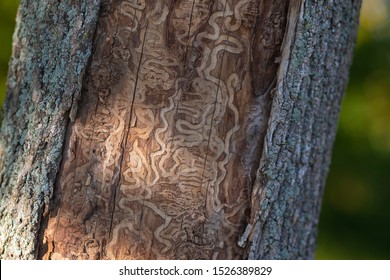 Close up macro of dead tree trunk damaged by emerald ash borer Agrilus planipennis insect wood boring beetle invasive specie in North America USA and Canada from east Asia, selective focus.