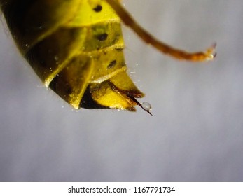 Close Up Macro Of A Dead Wasp With Leaking Venom Down It's Stinger Protruding From It's Abdomen.