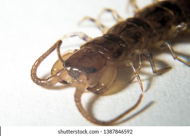 Close up macro detail shot of a centipede isolated on a white background