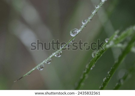 close up macro dew drops on a blade of grass
