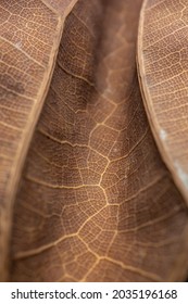close up macro of a dried leaf. Texture of leaf