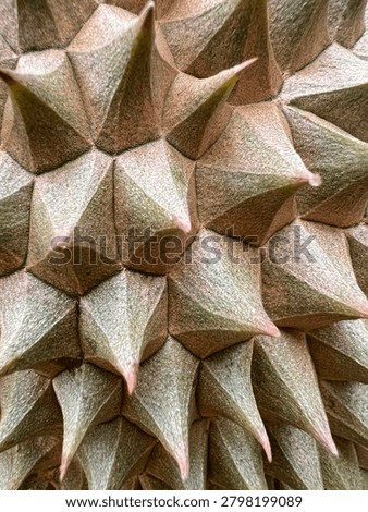 Close up macro of durian kampung shell with sharp spikes and detailed texture Durio zibethinus in Malaysia