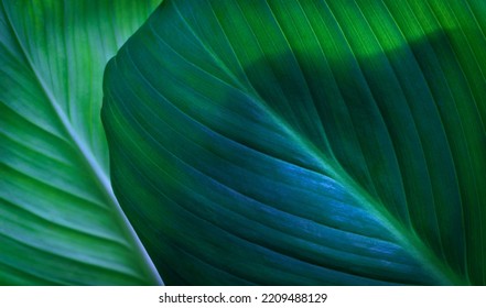 close up macro exotic fresh green leave texture tropical plant of spathiphyllum cannifolium in soft blue glow light blur background.idea for leaf botanical wallpaper desktop,foliage backdrop  cover. - Shutterstock ID 2209488129
