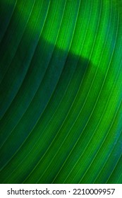 Close Up Macro Exotic Fresh Green Leave Texture Tropical Plant Of Spathiphyllum Cannifolium In Soft Blue Glow Light Blur Background.idea For Leaf Botanical Wallpaper Desktop,foliage Backdrop Cover.