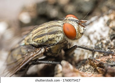 Close Up Macro Fly Insect Order Diptera