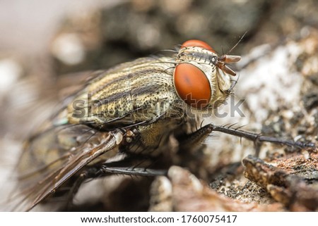 close up macro fly insect order Diptera