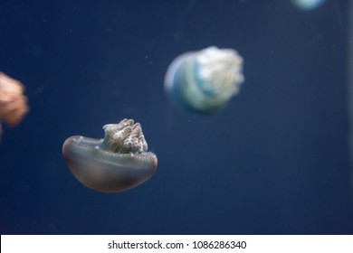 Close up macro Horizontal Full length image of a breede jellyfish brown color and blue background
