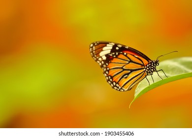 Close Up Macro Image Of A Beautiful Monarch Butterfly Siting On A Leaf With Blurred Background